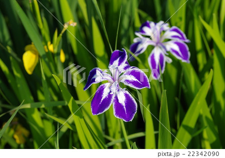 大室公園の花ショウブ 大室公園の花ショウブ 22342090