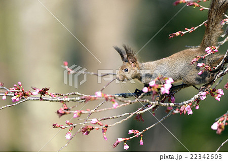春のエゾリス 春のエゾリス 22342603