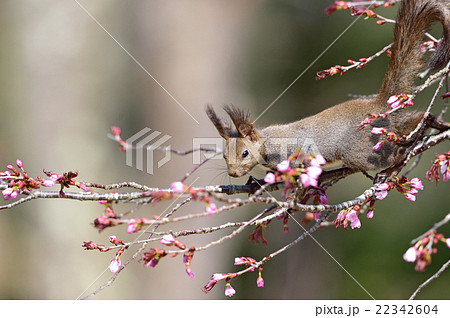 春のエゾリス 春のエゾリス 22342604