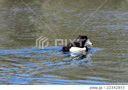 キンクロハジロ キンクロハジロ 22342853