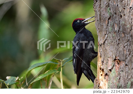 クマゲラ 22342970