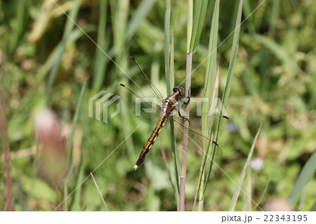 シオカラトンボのメス(ムギワラトンボ)06 シオカラトンボのメス(ムギワラトンボ)06 22343195