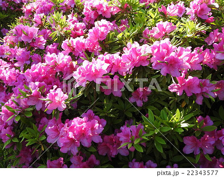 花言葉は 愛されることの喜び 真っ赤に弾けるツツジの花は情熱的である の写真素材