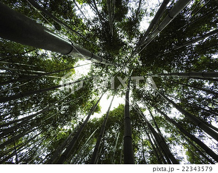 破竹は中国原産の竹で筍が美味しい。竹林は涼しげで風が渡る音もいい。 22343579