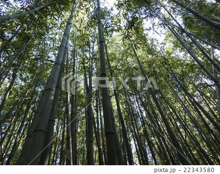 破竹は中国原産の竹で筍が美味しい。竹林は涼しげで風が渡る音もいい。 22343580