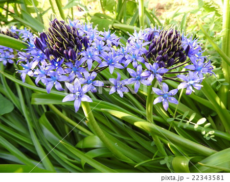 小さなベル状の花が愛らしいシラー。花言葉は熱愛。爽やかな恋愛を想起させてくれる。 小さなベル状の花が愛らしいシラー。花言葉は熱愛。爽やかな恋愛を想起させてくれる。 22343581