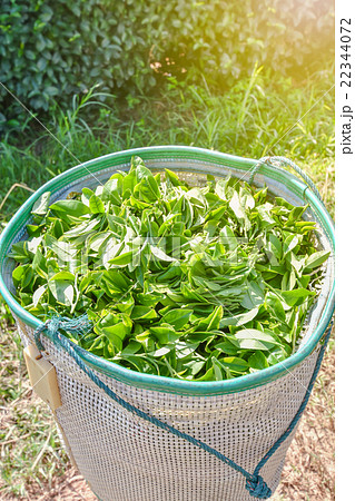 Green tea in cart Green tea in cart 22344072