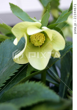 黄色いクリスマスローズ 黄色いクリスマスローズ 22344671