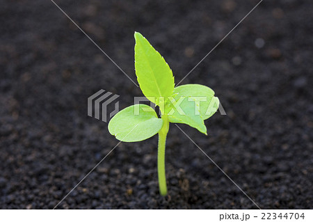 ホウセンカの子葉と黒土の写真素材