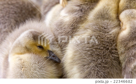 Canada Goose Chicks 22346682