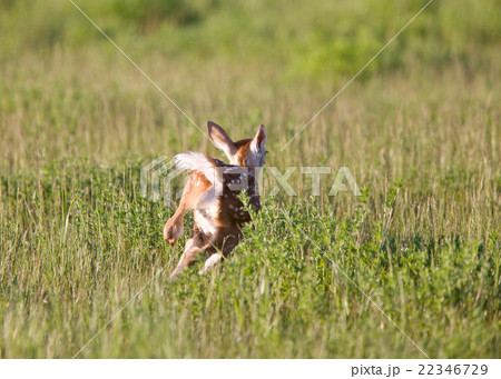 Young Fawn running in a field Young Fawn running in a field 22346729