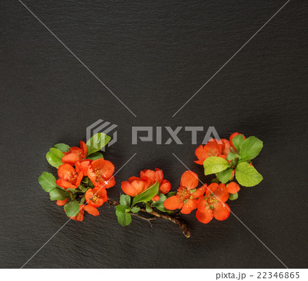 Chaenomeles flowers on a black background 22346865