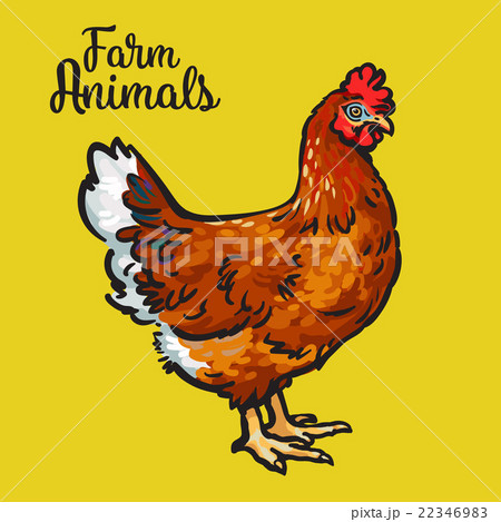 Chestnut colored chicken Chestnut colored chicken 22346983