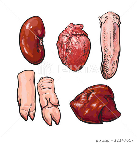 isolated set of pig organs 22347017