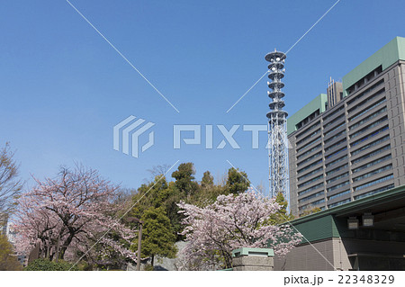 東京の桜 満開 防衛省 東京の桜 満開 防衛省 22348329