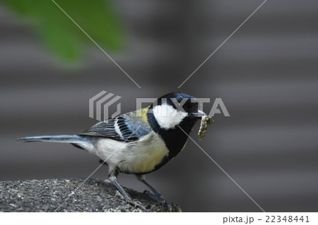 餌を咥えるシジュウカラ 22348441