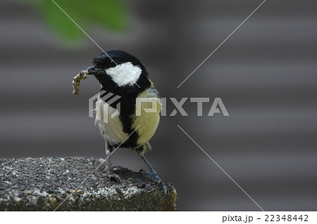 餌を咥えるシジュウカラ 22348442