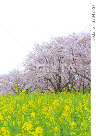春イメージ　満開の桜と菜の花 22348457