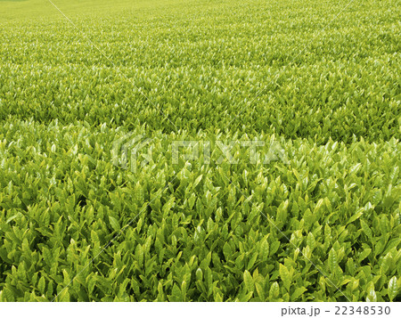 茶畑　八十八夜　春　一番茶　静岡県　一面 22348530