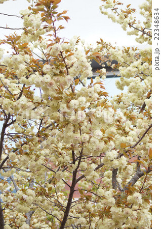 大阪・造幣局の桜“須磨浦普賢象” 大阪・造幣局の桜“須磨浦普賢象” 22348634