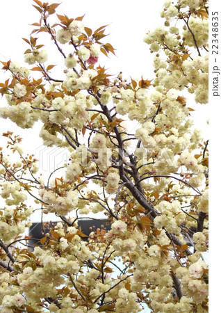 大阪・造幣局の桜“須磨浦普賢象” 大阪・造幣局の桜“須磨浦普賢象” 22348635