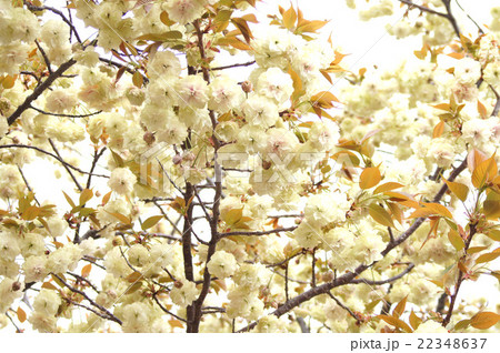 大阪・造幣局の桜“須磨浦普賢象” 大阪・造幣局の桜“須磨浦普賢象” 22348637