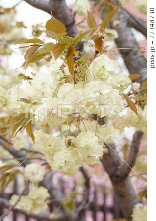大阪・造幣局の桜“須磨浦普賢象” 大阪・造幣局の桜“須磨浦普賢象” 22348730