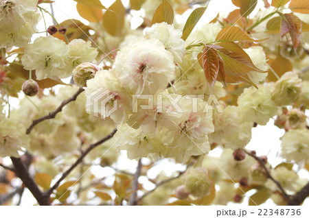 大阪・造幣局の桜“須磨浦普賢象” 大阪・造幣局の桜“須磨浦普賢象” 22348736