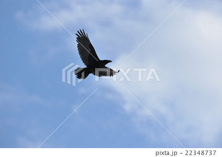 空を舞うカラス 22348737
