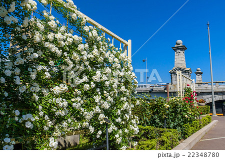 中之島バラ園 中之島バラ園 22348780