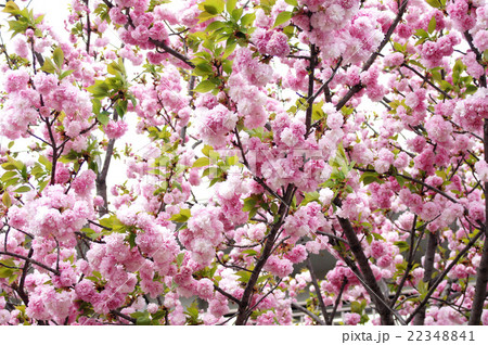 大阪・造幣局の桜“松前琴糸桜” 大阪・造幣局の桜“松前琴糸桜” 22348841