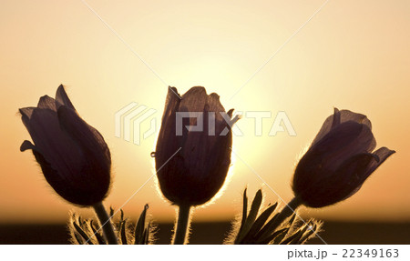 Spring Time Crocus Flower Spring Time Crocus Flower 22349163