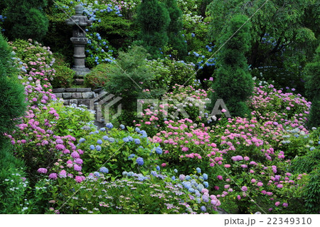 善峯寺　白山あじさい苑 22349310