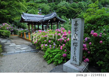 善峯寺　白山あじさい苑 22349311