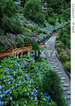 善峯寺　白山あじさい苑 22349313