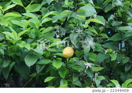 檸檬 レモンの花と果実 花言葉は 誠実な愛 の写真素材