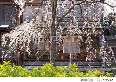 祇園白川の春 祇園白川の春 22349532