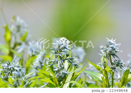 チョウジソウ 22349648