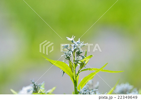 チョウジソウ 22349649