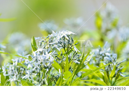 チョウジソウ チョウジソウ 22349650