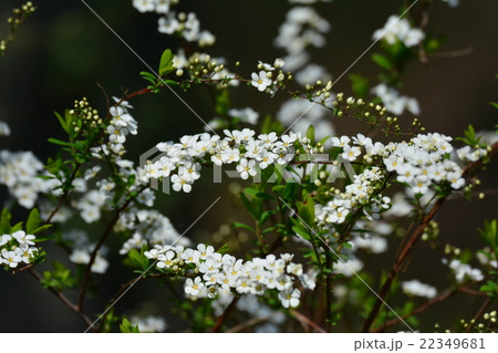ユキヤナギ ユキヤナギ 22349681