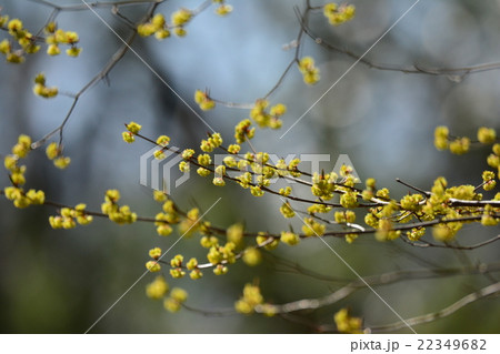 アブラチャン 22349682