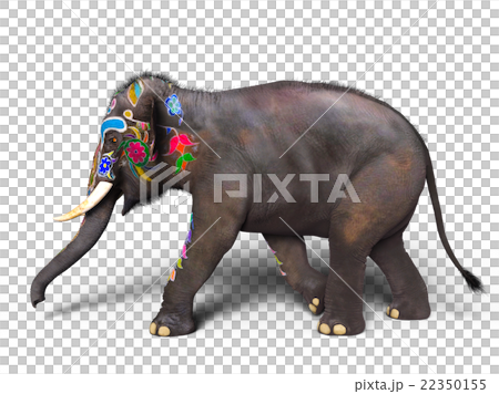 elephant  22350155
