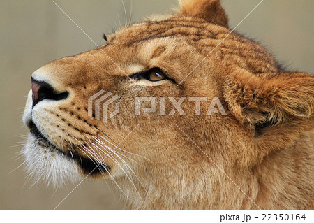 ライオンの横顔の写真素材
