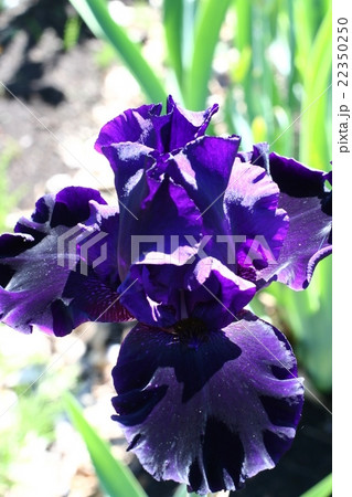 アイリス28 アイリス28 22350250