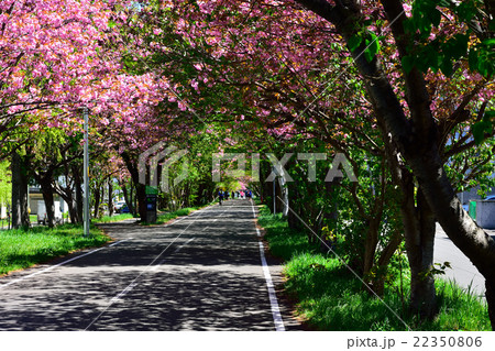 「白石こころーど」と八重桜 「白石こころーど」と八重桜 22350806