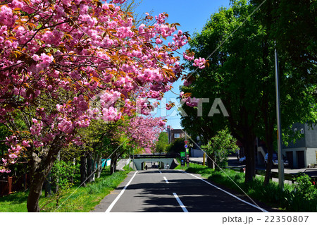 「白石こころーど」と八重桜 22350807