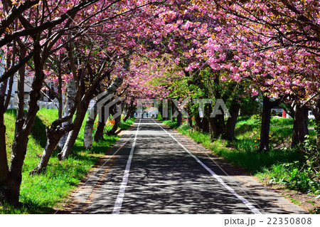 「白石こころーど」と八重桜 「白石こころーど」と八重桜 22350808