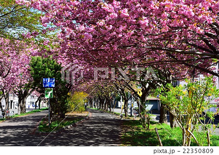 「白石こころーど」と八重桜 「白石こころーど」と八重桜 22350809