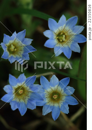 自然　植物　コケリンドウ、他の野草が伸びてくる前に慌てて花を咲かせるみたいです 22350816